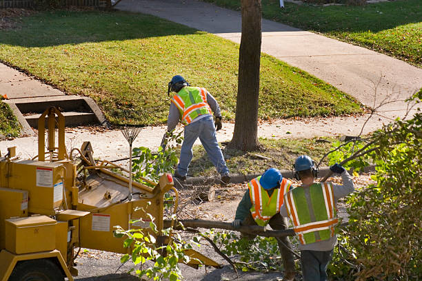 Best Tree Removal Services  in Neffs, OH